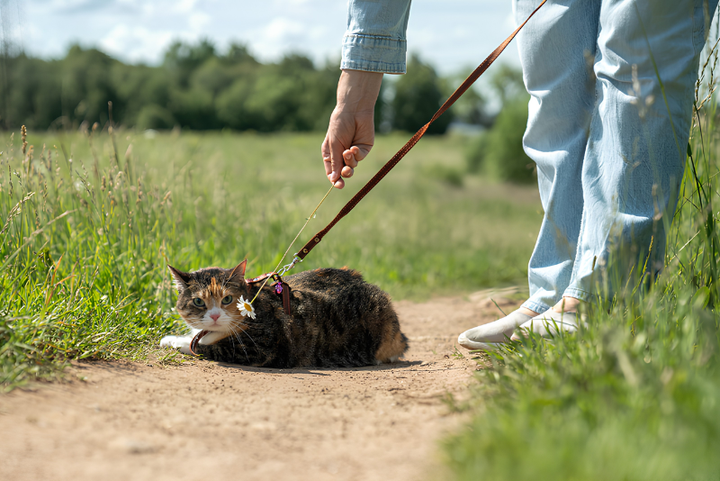 Safe Walks Every Single Day